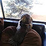 Socks is registered to the contest to win money with this photo: dog, window, cushion, brown, furniture, indoor, tree, outdoor, pet, fur, looking_out, back_view, cozy, relaxing, home, daylight, animal, domestic, curious, seat