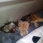 Socks is registered to the contest to win money with this photo: dog, pet, couch, blanket, fur, sleeping, resting, indoor, cozy, fur_texture, animal, canine, relaxation, home, comfort, paw, snout, tongue, bedroom, upholstery