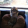 Socks is registered to the contest to win money with this photo: dog, cushion, window, indoor, brown, fur, collar, pet, looking_out, back_view, plant, shrub, rock, daylight, home, relaxing, furniture, tail, curly_fur, quiet