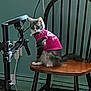 cat, feline, pet, pink_shirt, chair, wooden_chair, indoor, curious, fur, animal, domestic_animal, looking_away, electronic_equipment, teal_wall, floor, power_outlet, cable, sitting, side_view, household