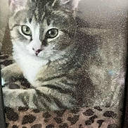 Indica is registered to the contest to win money with this photo: cat, tabby_cat, animal, pet, feline, green_eyes, close_up, leopard_print, blanket, fur, whiskers, ears, face, resting, indoor, domestic_cat, looking, cute, striped, mammal
