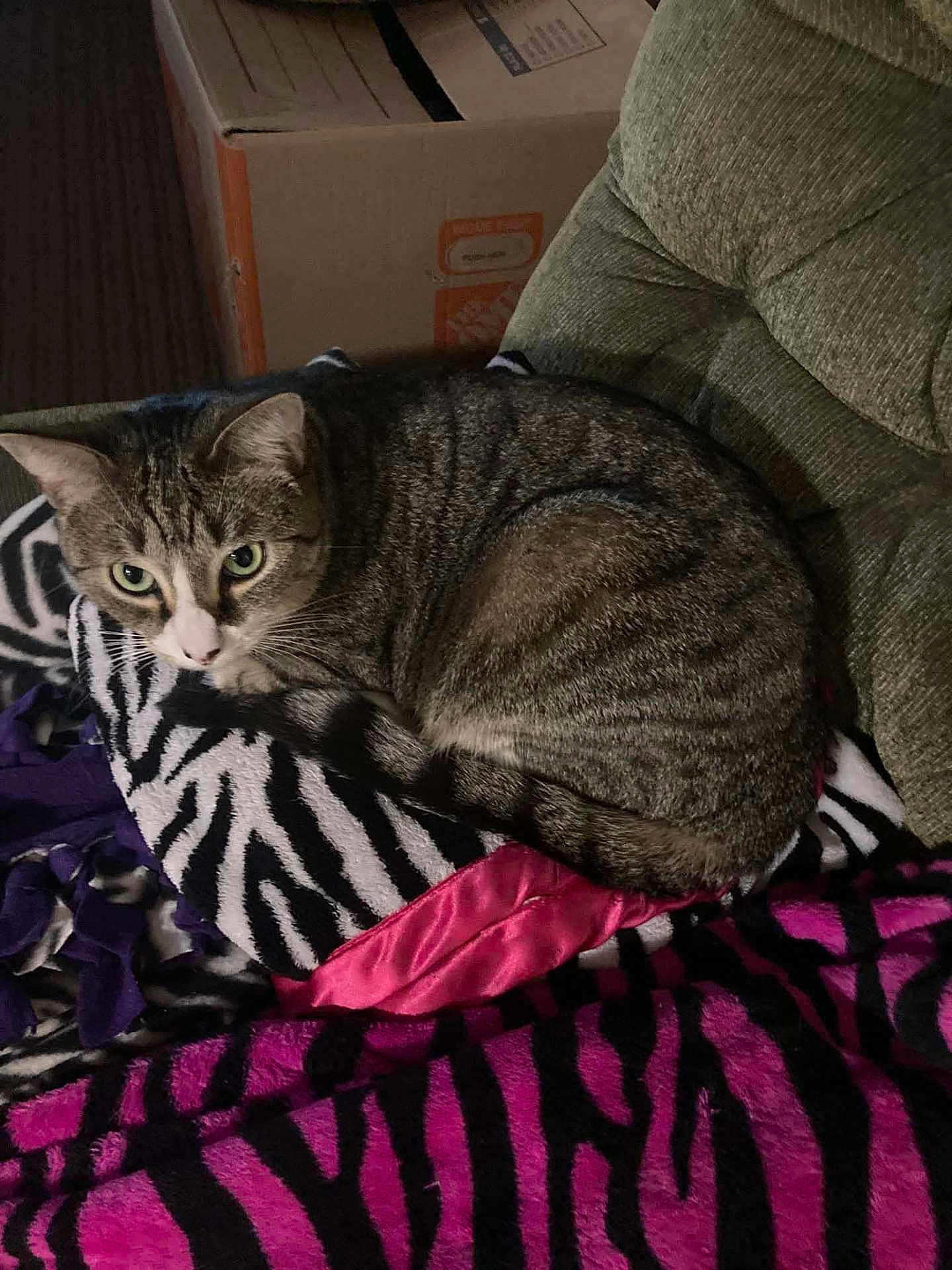 Indica