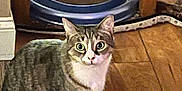 Indica joined the competition — help win amazing prizes! cat, tabby, indoor, wooden_floor, rug, pet_toy, curious, animal, feline, striped, white_paws, wide_eyes, sitting, home, furniture, flooring, playful, domestic, pet, toy