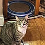 cat, tabby, indoor, wooden_floor, rug, pet_toy, curious, animal, feline, striped, white_paws, wide_eyes, sitting, home, furniture, flooring, playful, domestic, pet, toy