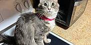 Sativa joined the competition — help win amazing prizes! cat, gray_cat, white_paws, pink_collar, stovetop, kitchen, microwave, countertop, curious, sitting, domestic, indoor, pet, feline, whiskers, wide_eyes, fur, home, appliance, reflection