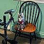 Sativa is registered to the contest to win money with this photo: cat, chair, wooden_chair, indoor, pet, feline, harness, grey_cat, white_paws, carpet, window_sill, fabric, pink_harness, musical_instrument, drum_set, green_wall, floor, shadow, sitting, looking_at_camera