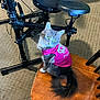 Sativa joined the competition — help win amazing prizes! cat, feline, pet, indoor, chair, wooden_chair, pink_shirt, clothing, green_eyes, long_hair, tail, drum_set, musical_instrument, carpet, floor, animal, cute, sitting, looking_back, domestic_animal