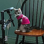 Sativa joined the competition — help win amazing prizes! cat, feline, pet, pink_shirt, chair, wooden_chair, indoor, curious, fluffy, animal, sitting, looking_away, home, furniture, teal_wall, cable, black_metal_stand, domestic, cute, side_view