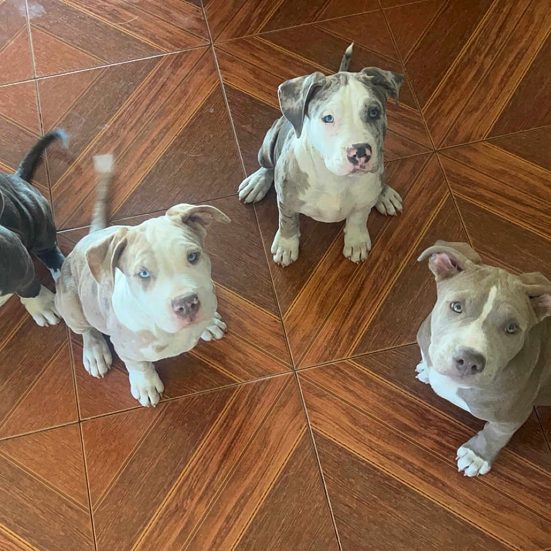 Twinpradazeusmello joined the competition — help win amazing prizes! animals, attention, brown_floor, canine, companions, cute, dogs, domestic_animals, floor, four_dogs, friendly, indoor, looking_up, pets, playful, puppies, sitting, tail_wagging, waiting, young_dogs