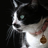 Triska a rejoint le concours — aidez-le/la à gagner de superbes lots ! cat, tuxedo_cat, close_up, whiskers, green_eyes, collar, pet_tag, black_background, profile_view, animal, feline, fur, domestic_cat, indoor, portrait, side_view, pink_collar, focused, pet, cute