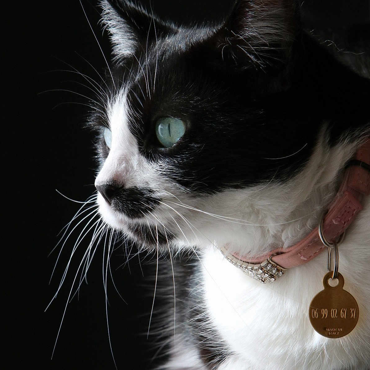 Triska a rejoint le concours — aidez-le/la à gagner de superbes lots ! animal, black_background, cat, close_up, collar, cute, domestic_cat, feline, focused, fur, green_eyes, indoor, pet, pet_tag, pink_collar, portrait, profile_view, side_view, tuxedo_cat, whiskers
