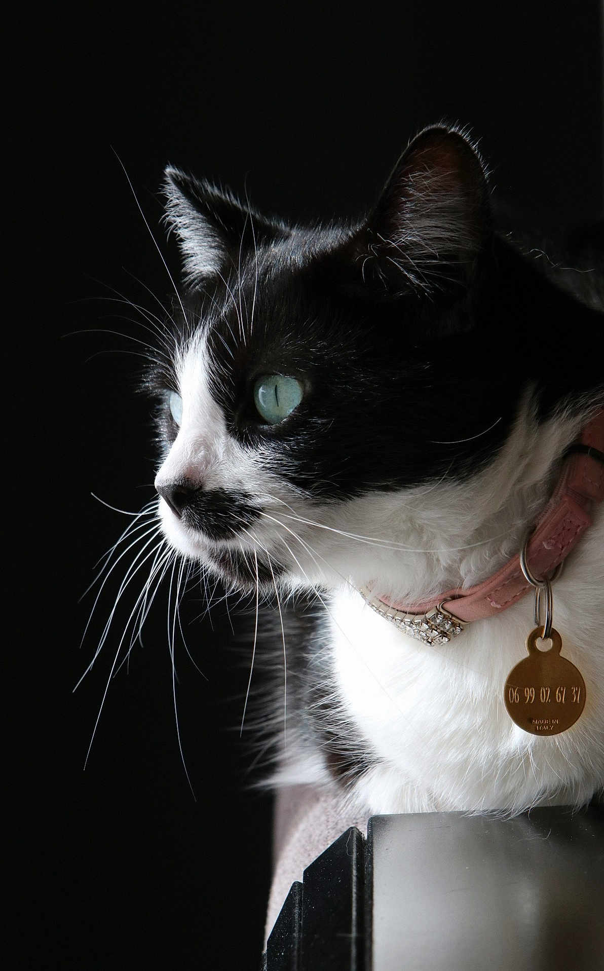 Triska a rejoint le concours — aidez-le/la à gagner de superbes lots ! cat, tuxedo_cat, close_up, whiskers, green_eyes, collar, pet_tag, black_background, profile_view, animal, feline, fur, domestic_cat, indoor, portrait, side_view, pink_collar, focused, pet, cute