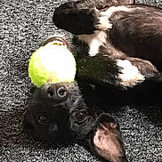 Angel joined the competition — help win amazing prizes! dog, black_dog, tennis_ball, carpet, playful, pet, animal, mouth, upside_down, ears, fur, indoor, cute, toy, lying_down, close_up, paw, nose, eye, happy