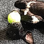 dog, black_dog, tennis_ball, carpet, playful, pet, animal, mouth, upside_down, ears, fur, indoor, cute, toy, lying_down, close_up, paw, nose, eye, happy