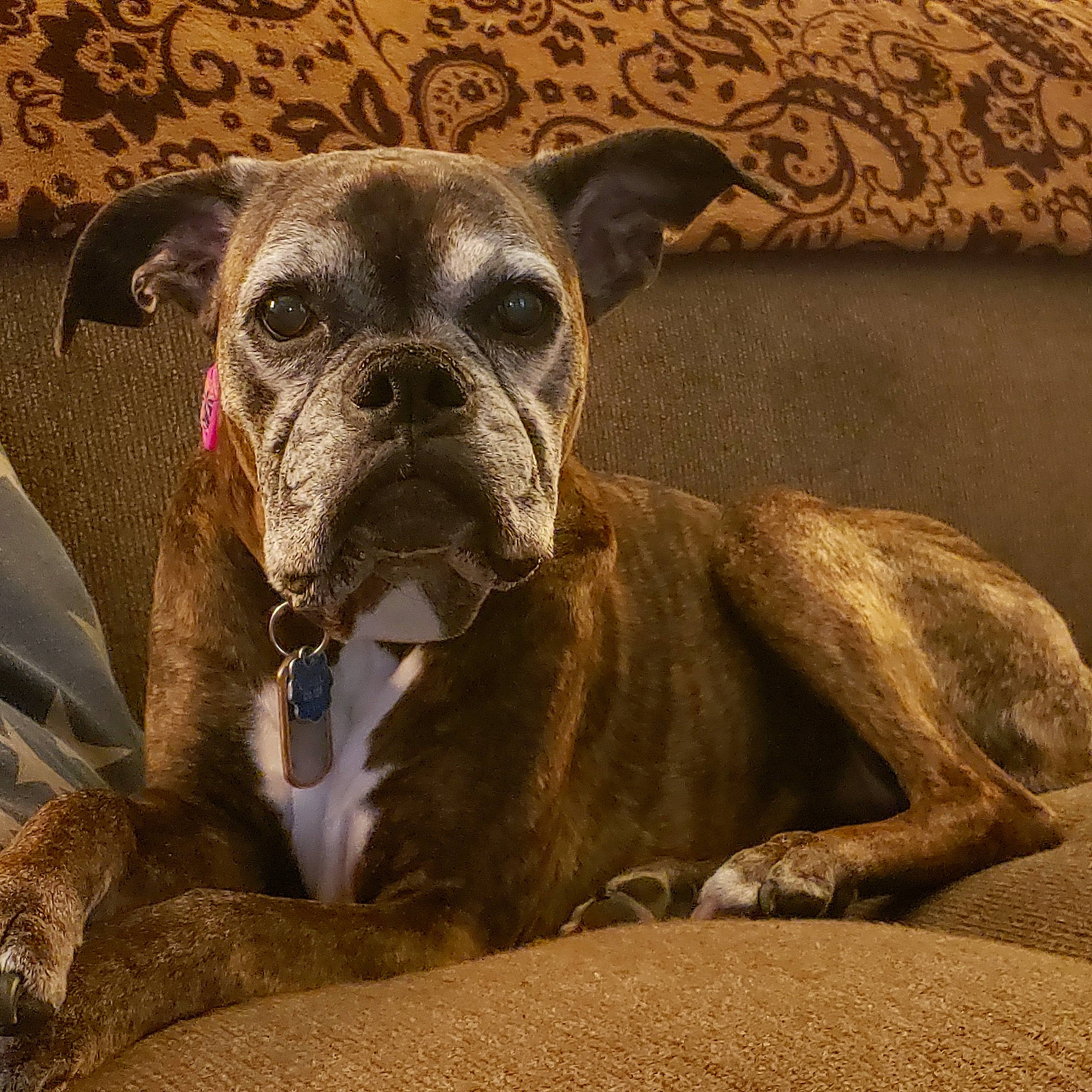 Mitzy joined the competition — help win amazing prizes! australian_bulldog, boxer, canidae, carnivore, companion_dog, dog, dog_breed, dog_collar, fawn, mammal, non_sporting_group, old_english_bulldog, olde_english_bulldogge, rare_breed_dog, renascence_bulldogge, snout, sporting_group, valley_bulldog, vertebrate, whiskers