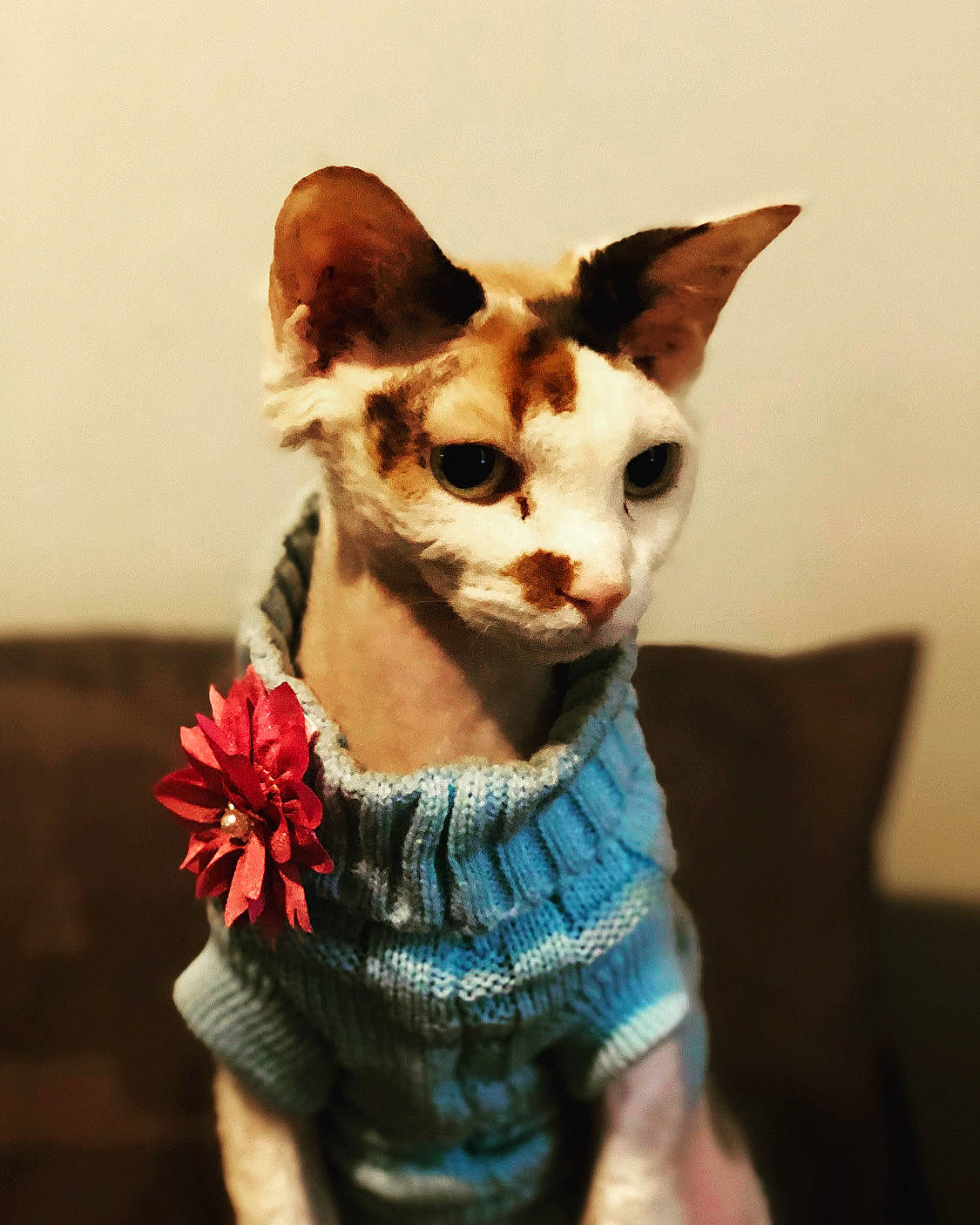 Lucille is registered to the contest to win money with this photo: art, carnivore, chair, collectable, companion_dog, creative_arts, dog, dog_breed, fashion_accessory, fawn, felidae, fur, porcelain, small_to_medium_sized_cats, snout, tail, terrestrial_animal, toy, whiskers, working_animal