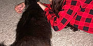Miss Kitty joined the competition — help win amazing prizes! animal, black_cat, carpet, casual, cat, companion, cozy, feline, floor, fluffy, friendship, home, indoor, lying_down, person, pet, plaid, red_shirt, relaxing, resting