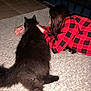 animal, black_cat, carpet, casual, cat, companion, cozy, feline, floor, fluffy, friendship, home, indoor, lying_down, person, pet, plaid, red_shirt, relaxing, resting