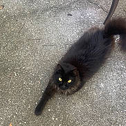 Miss Kitty is registered to the contest to win money with this photo: animal, black_cat, cat, chair_leg, close_up, concrete, curious, daylight, feline, fluffy, ground, looking_up, outdoor, paw, pet, stretching, tail, texture, whiskers, yellow_eyes