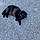 Miss Kitty