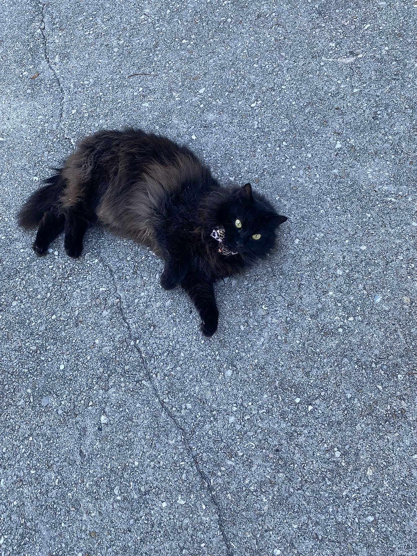 Miss Kitty