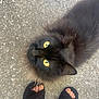 Miss Kitty is registered to the contest to win money with this photo: animal, black_cat, casual, close_up, concrete_ground, curious, domestic_cat, ears, feet, feline, fluffy_fur, looking_up, outdoor, pavement, pet, slippers, soft_fur, toes, whiskers, yellow_eyes