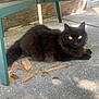 Miss Kitty joined the competition — help win amazing prizes! animal, black_cat, cat, chair, closeup, concrete, daylight, domestic_cat, fur, leaves, metal, nature, outdoor, pet, quiet, relaxing, resting, shadow, sunlight, yellow_eyes