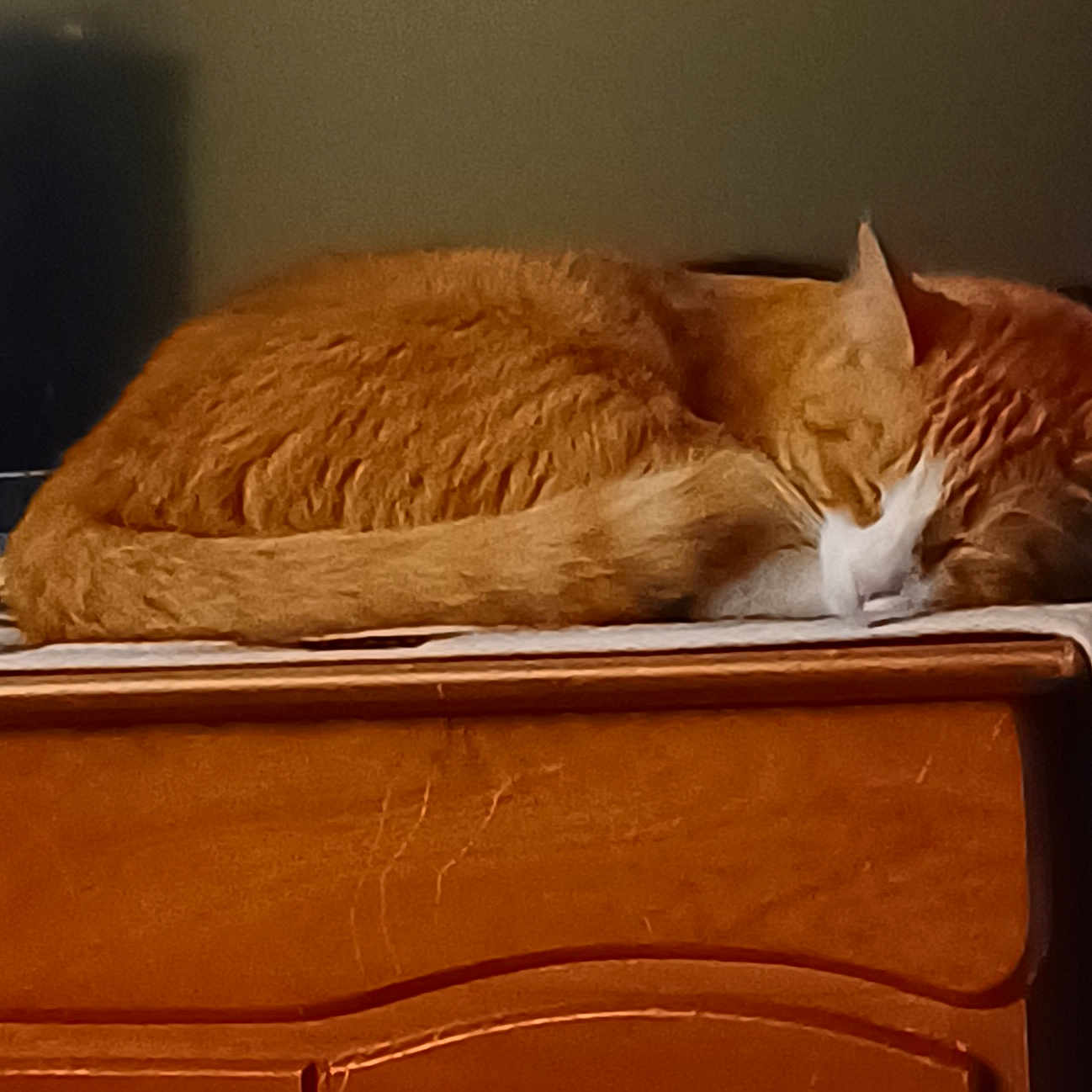 Luna is registered to the contest to win money with this photo: abyssinian, animal, box, cat, chair, computer, couch, drawer, electronics, furniture, hardwood, kitten, laptop, manx, pc, person, pet, plywood, sleeping, wood