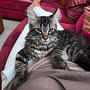 Balthazar participe au concours pour gagner de l'argent avec cette photo : animal, cat, comfort, couch, cozy, curious, cushion, ears, feline, fur, home, indoor, kitten, lap, person, pet, relaxing, striped, tabby, whiskers