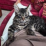 animal, cat, comfort, couch, cozy, curious, cushion, ears, feline, fur, home, indoor, kitten, lap, person, pet, relaxing, striped, tabby, whiskers