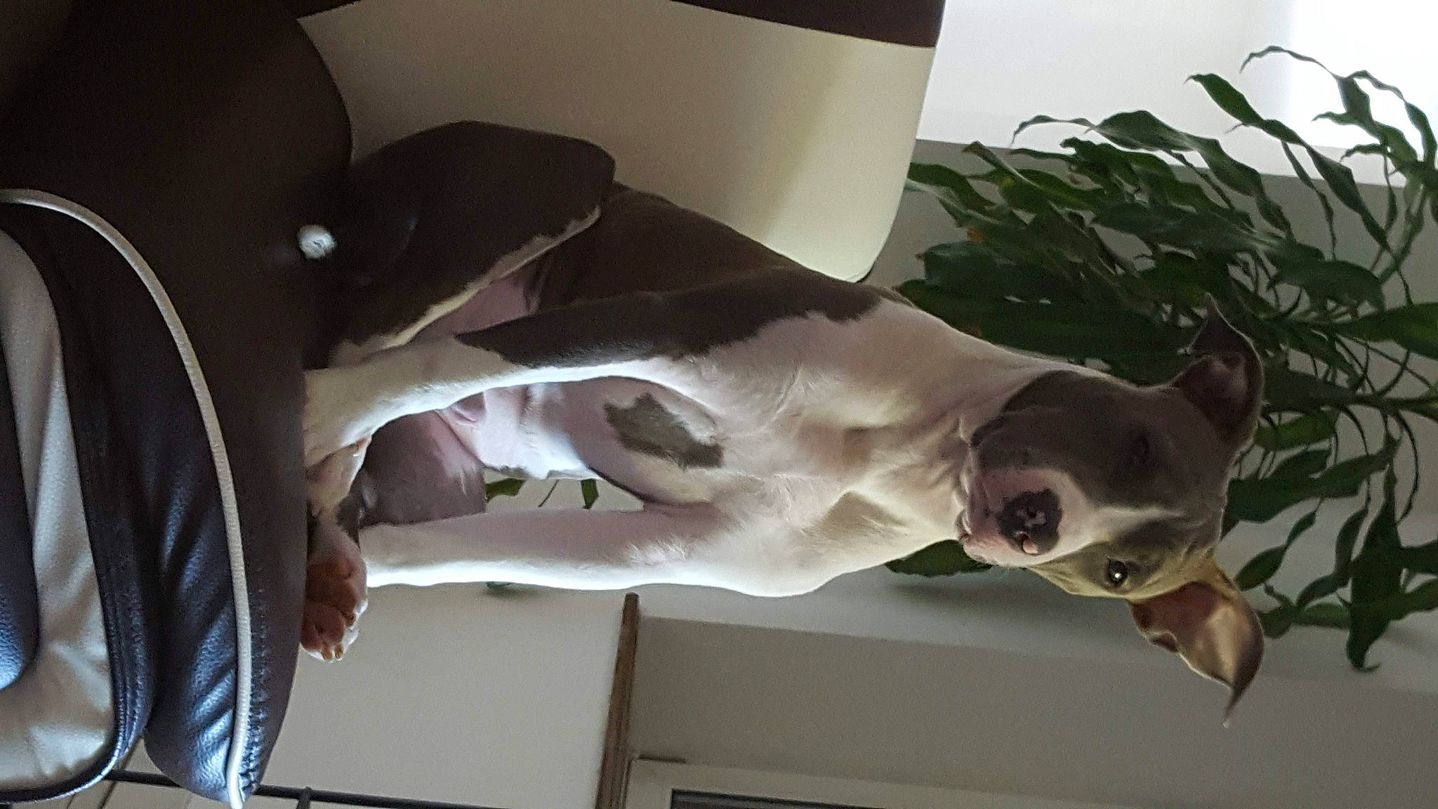 Playboy participe au concours pour gagner de l'argent avec cette photo : art, auto_part, automotive_design, automotive_exterior, automotive_tire, car, event, eyewear, family_car, fawn, fish, gesture, jaw, luxury_vehicle, plant, room, tail, vehicle, vehicle_door