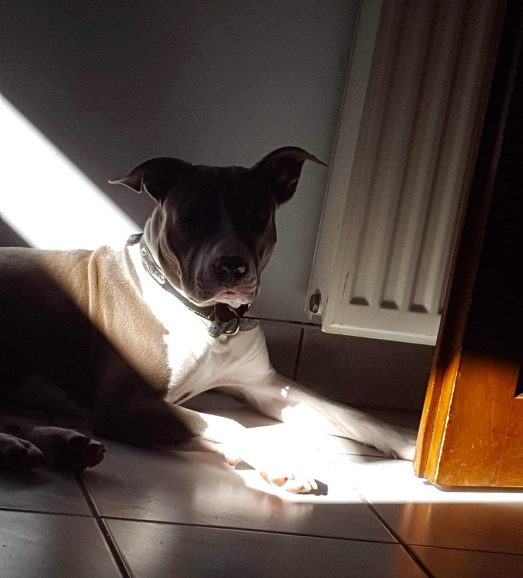 Playboy a rejoint le concours — aidez-le/la à gagner de superbes lots ! carnivore, collar, comfort, companion_dog, dog, dog_breed, door, fawn, flash_photography, flooring, hardwood, light, pet_supply, snout, sporting_group, tints_and_shades, toy_dog, whiskers, wood, working_animal