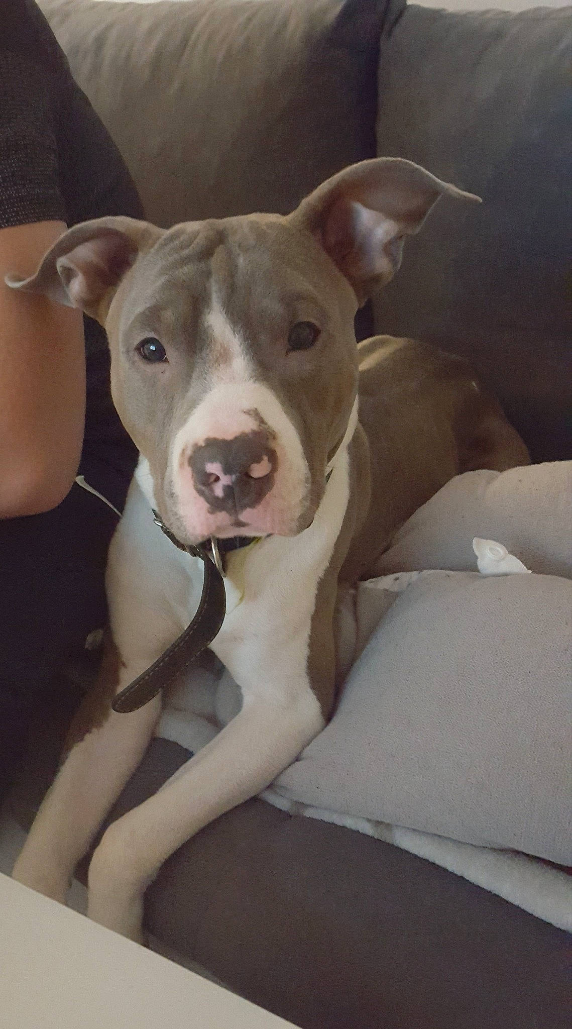 Playboy a rejoint le concours — aidez-le/la à gagner de superbes lots ! canidae, carnivore, collar, comfort, companion_dog, dog, dog_breed, ear, fawn, non_sporting_group, pet_supply, snout, sporting_group, terrestrial_animal, whiskers, working_animal