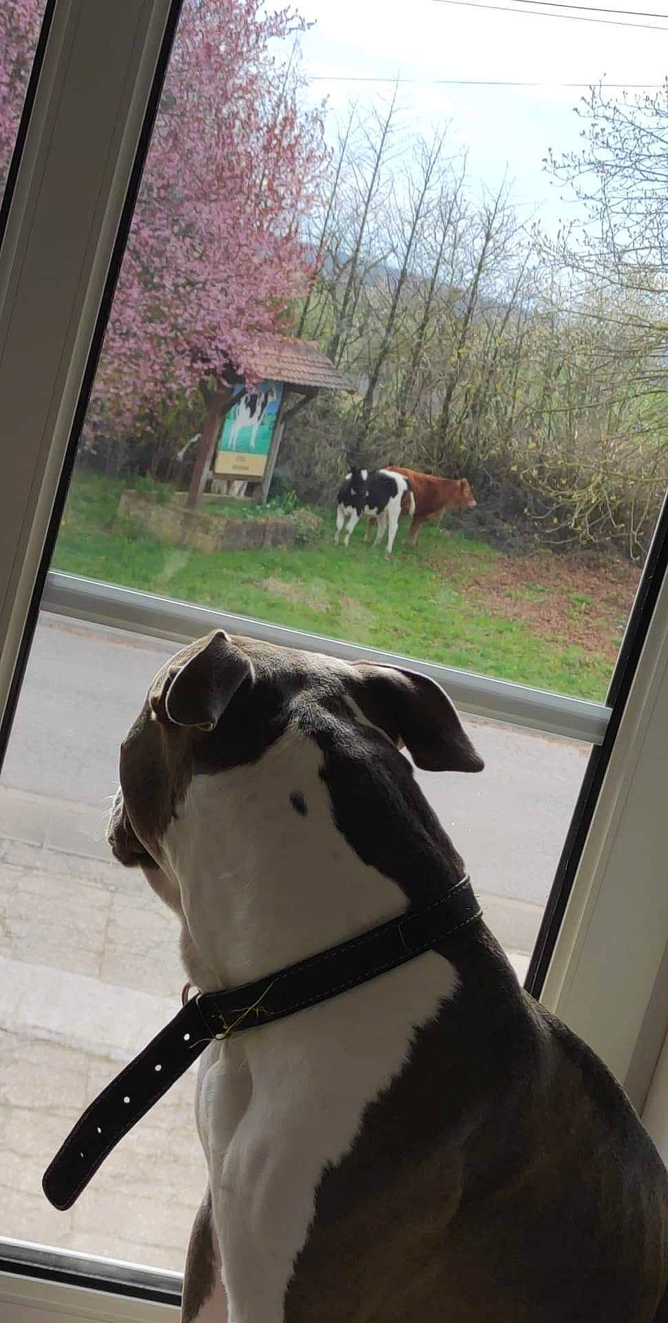 Playboy participe au concours pour gagner de l'argent avec cette photo : carnivore, collar, companion_dog, dog, dog_breed, dog_collar, fawn, grass, leash, mammal, pet_supply, plant, sky, snout, sporting_group, tail, tree, vertebrate, window, working_animal