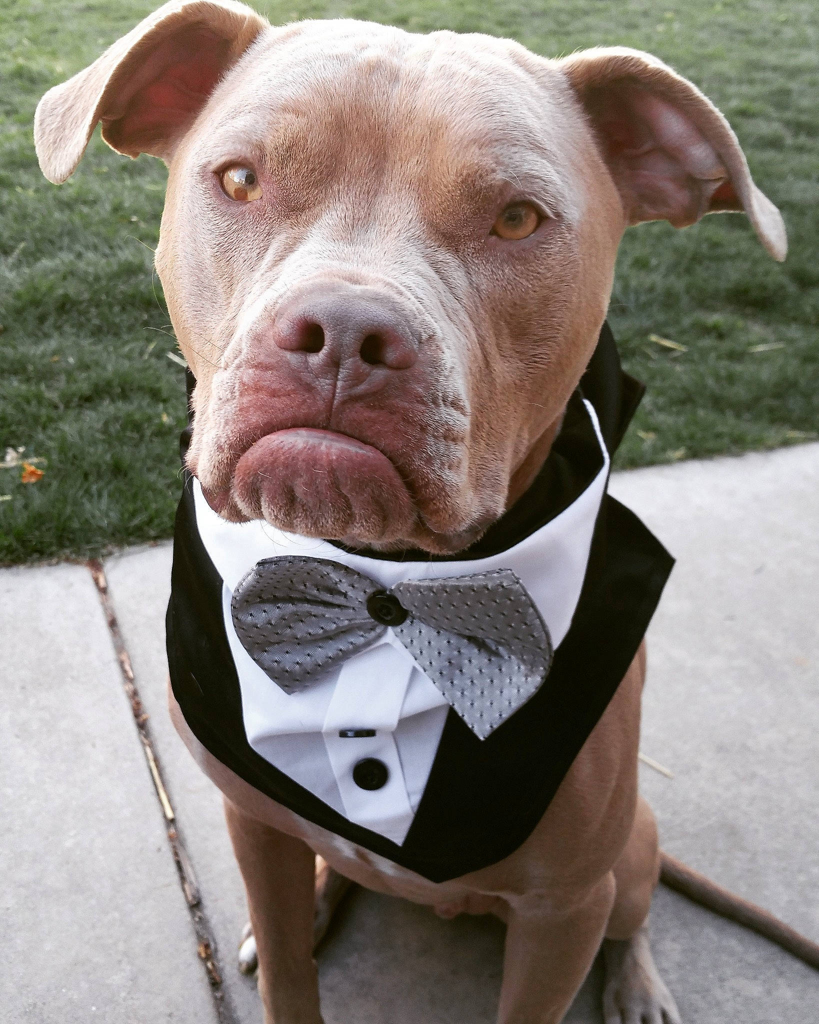 Archie is registered to the contest to win money with this photo: american_pit_bull_terrier, american_staffordshire_terrier, ancient_dog_breeds, canidae, carnivore, collar, cordoba_fighting_dog, dog, dog_breed, dog_collar, fawn, mammal, molosser, non_sporting_group, nose, pit_bull, rare_breed_dog, snout, sporting_group