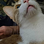 Yoda is registered to the contest to win money with this photo: cat, close_up, curious, whiskers, pink_nose, pet, animal, feline, fur, indoor, looking_up, mouth_open, face, ears, domestic_cat, cute, portrait, animal_portrait, soft_fur, focused