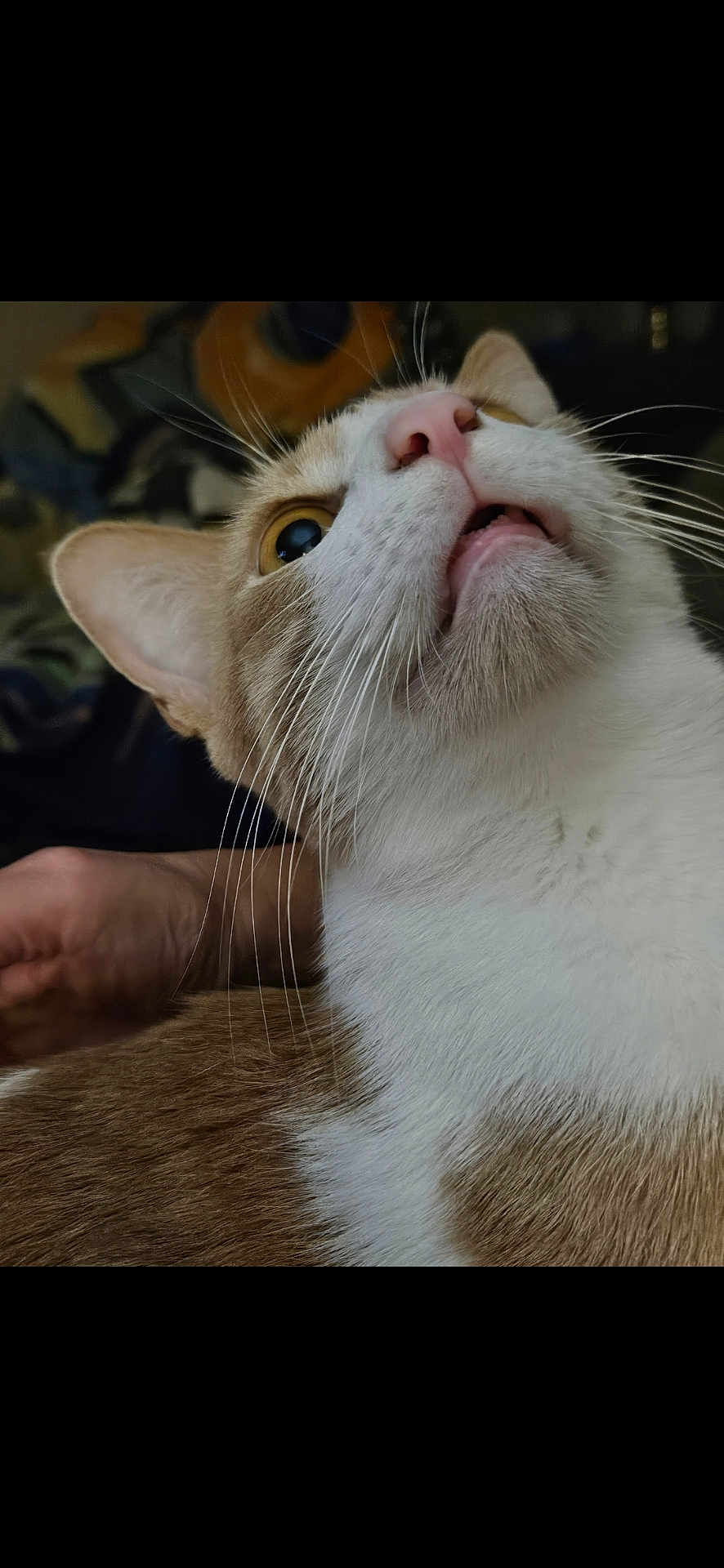 Yoda