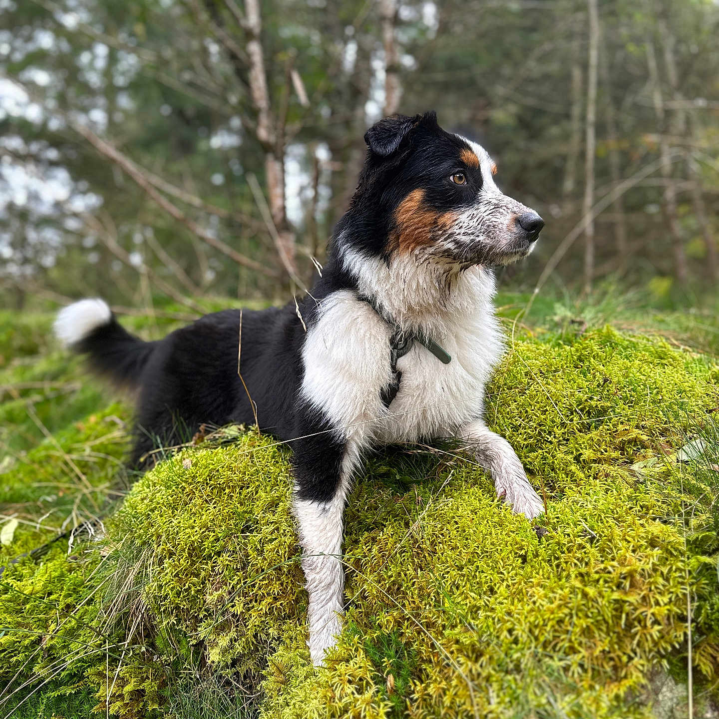 Vaï a rejoint le concours — aidez-le/la à gagner de superbes lots ! accessories, animal, canine, collie, dog, field, grass, grassland, land, moss, nature, outdoors, pet, plant, puppy, rock, strap, tree, vegetation, woodland