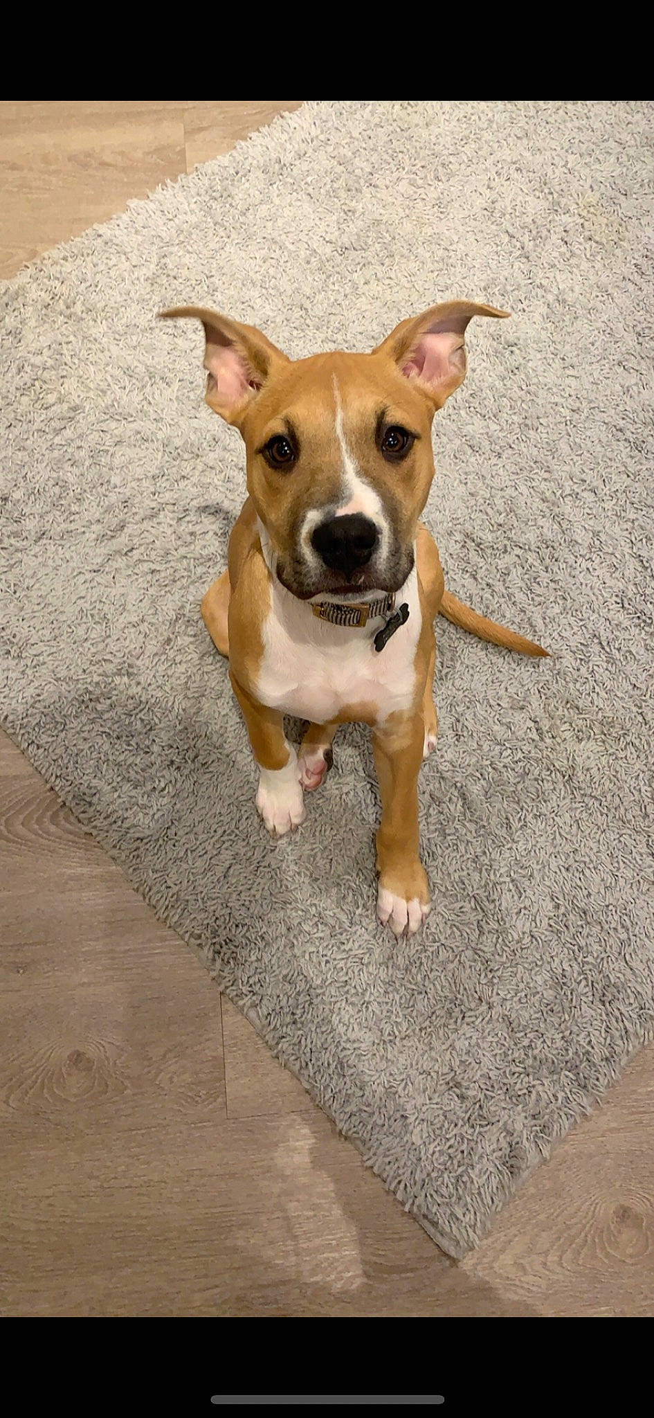 Rambo is registered to the contest to win money with this photo: canidae, carnivore, companion_dog, dishware, dog, dog_breed, fawn, flooring, irishjacks, paw, road_surface, serveware, snout, sporting_group, street_dog, terrier, toy_dog, whiskers, wood, working_animal