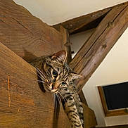 Viorica participe au concours pour gagner de l'argent avec cette photo : cat, tabby_cat, wood, beam, indoor, curious, paw, feline, pet, animal, whiskers, ears, claws, texture, rustic, brown, closeup, looking, reaching, sitting