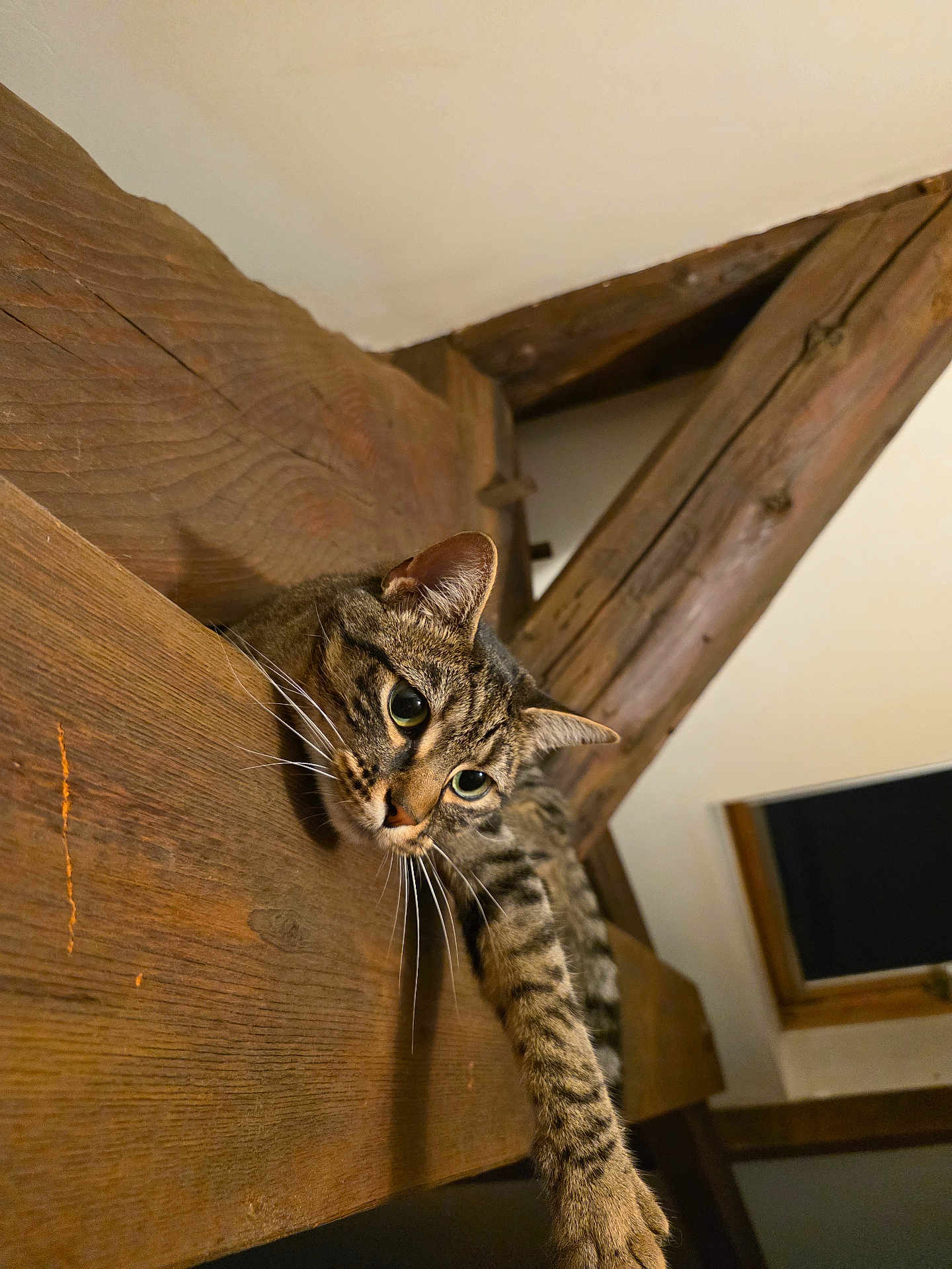 Viorica participe au concours pour gagner de l'argent avec cette photo : cat, tabby_cat, wood, beam, indoor, curious, paw, feline, pet, animal, whiskers, ears, claws, texture, rustic, brown, closeup, looking, reaching, sitting