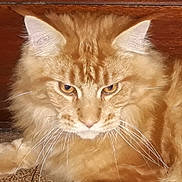Oscar a rejoint le concours — aidez-le/la à gagner de superbes lots ! carnivoran, cat, cat_like_mammal, close_up, domestic_long_haired_cat, fauna, fur, maine_coon, mammal, norwegian_forest_cat, siberian, small_to_medium_sized_cats, snout, whiskers