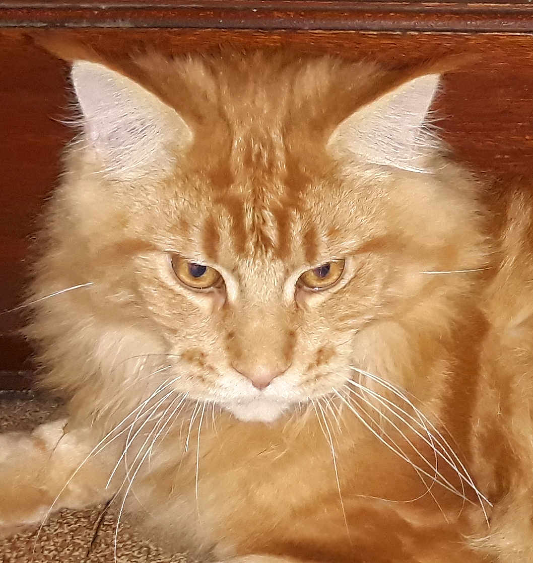 Oscar