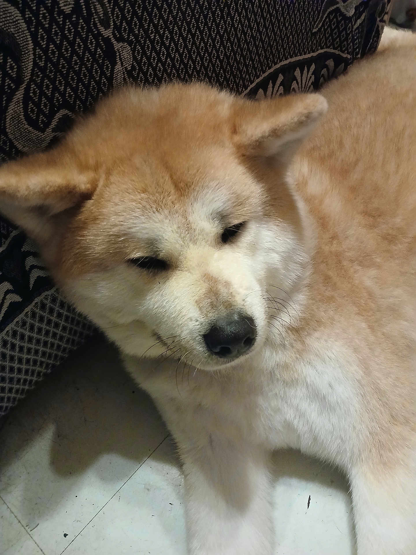 Milo a rejoint le concours — aidez-le/la à gagner de superbes lots ! close_up, companion, cushion, dog, domestic_animal, ear, floor, fur, indoor, mammal, nose, patterned_blanket, paw, pet, portrait, resting, sleeping_dog, tan_fur, whiskers, white_fur