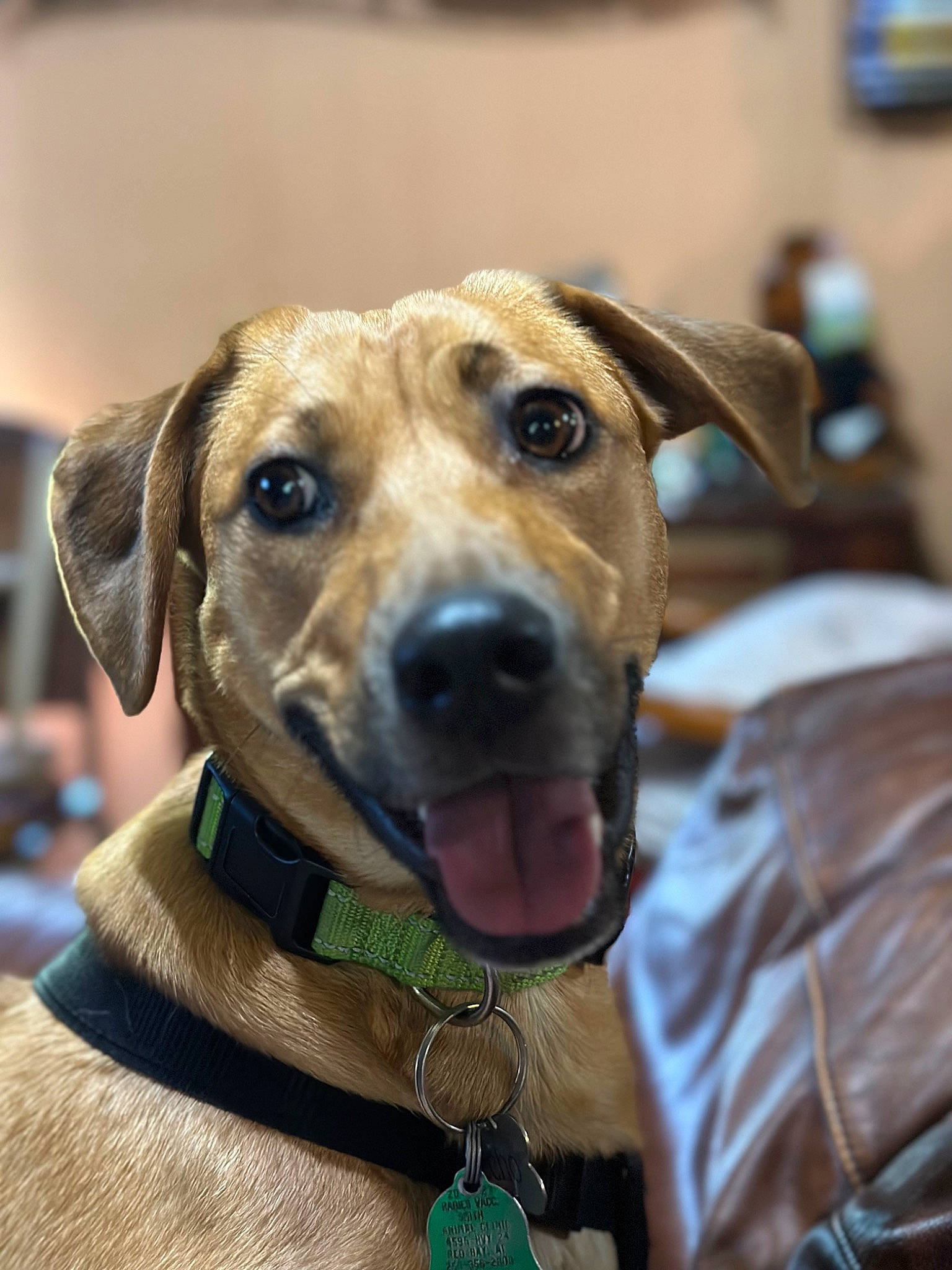 Echo is registered to the contest to win money with this photo: canidae, carnivore, collar, companion_dog, dog, dog_breed, dog_collar, dog_supply, ear, fashion_accessory, fawn, fur, leash, pet_supply, smile, sporting_group, whiskers, working_animal, working_dog