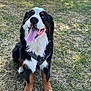 Aska a rejoint le concours — aidez-le/la à gagner de superbes lots ! dog, bernese_mountain_dog, outdoor, grass, tree, sunny_day, tongue_out, happy, pet, canine, animal, nature, fence, building, sitting, black_fur, white_fur, brown_fur, leash, playful