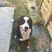 Aska a rejoint le concours — aidez-le/la à gagner de superbes lots ! dog, bernese_mountain_dog, grass, fence, outdoor, pet, animal, smiling, happy, canine, pathway, wood, nature, yard, playful, brown, black, white, blue_eye, fur