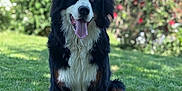 Aska a rejoint le concours — aidez-le/la à gagner de superbes lots ! dog, bernese_mountain_dog, sitting, grass, outdoor, tongue_out, happy, pet, animal, garden, flowers, greenery, summer, canine, fur, nature, daylight, portrait, friendly, mammal