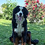 dog, bernese_mountain_dog, sitting, grass, outdoor, tongue_out, happy, pet, animal, garden, flowers, greenery, summer, canine, fur, nature, daylight, portrait, friendly, mammal