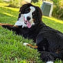 Aska participe au concours pour gagner de l'argent avec cette photo : dog, bernese_mountain_dog, grass, outdoor, pet, animal, tongue_out, happy, fur, black, white, brown, canine, laying_down, nature, sunlight, garden, playful, cute, friendly